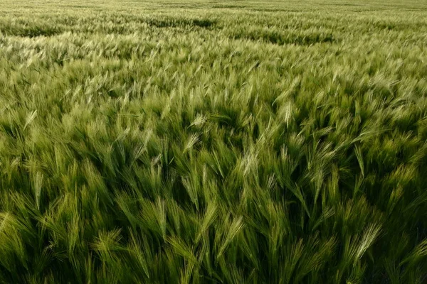Зеленое Пшеничное Поле Небо — стоковое фото