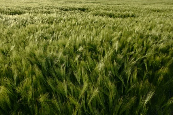 Campo Grano Verde Cielo — Foto Stock