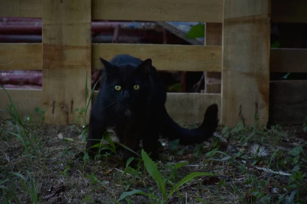 Bello Nero Gatto Natura — Foto Stock