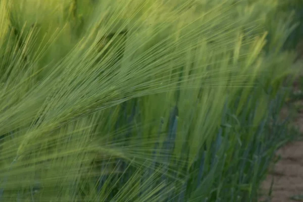 Grüne Weizenfelder Und Himmel — Stockfoto