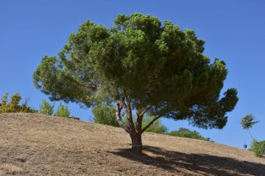 hot summer day, growing tree on hill