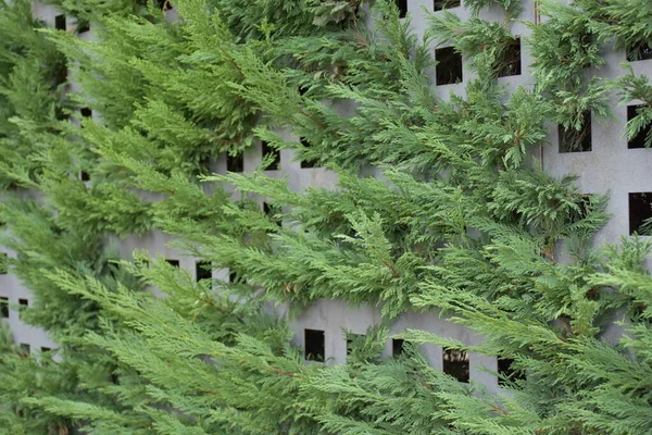 Detail View Cement Wall Growing Coniferous Tree Branches — Stockfoto