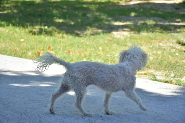 Small Adorable White Puppy Walking Outdoors — Stockfoto