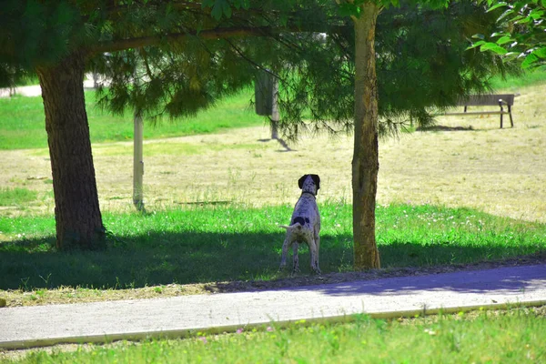 Cute Funny Big Dog Playing Park — 图库照片