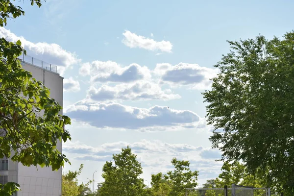 Summer daytime in the city. Urban street with green trees and bright blue sky.