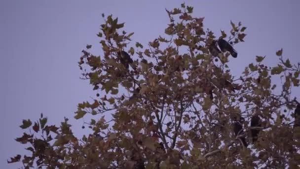 Μαύρα Πουλιά, Σιλουέτες κάθονται σε ένα υποκατάστημα στην κορυφή του δέντρου, Blast Off the Bush, Flying, Flapping φτερά τους, πτώση, φθινόπωρο, σκοτάδι, Twilight Sky — Αρχείο Βίντεο