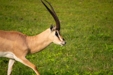 Grants Gazelle, bilimsel adı: Gazella granti, robertsi veya Swaheli 'deki Swala granti, Tanzanya' daki Ngorogoro Ulusal Parkı.
