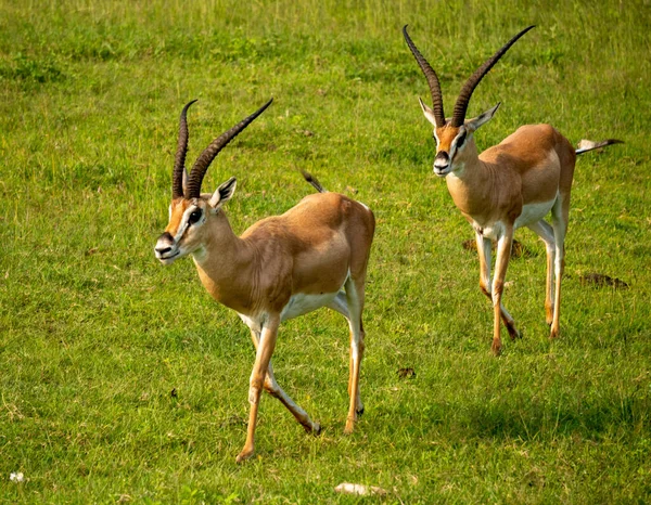 Closeup of Two Grants Gazelle, nome científico: Gazella granti, robertsi ou Swala granti em Swaheli, no parque nacional de Ngorogoro, na Tanzânia — Fotografia de Stock