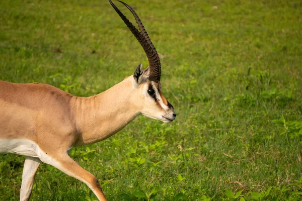 Primer plano de Grants Gazelle, nombre científico: Gazella granti, robertsi o Swala granti en Swaheli, en el Parque Nacional Ngorogoro, Tanzania —  Fotos de Stock