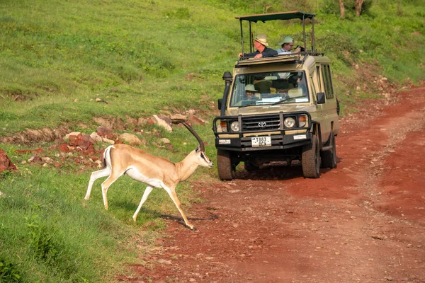 Tanzania, Arusha - Enero 2020: Becas Gazelle está cruzando la carretera antes de SUV Offroad 4WD Safari Coche Con Turistas Blancos Mzungu en el tablero en el Parque Nacional Ngorogoro, Tanzania —  Fotos de Stock