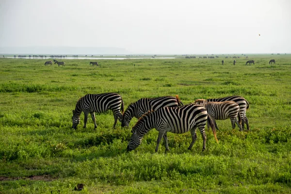 Gruppen Zebras Equus quagga är betesmark på de vidsträckta grässlätterna i naturskyddsområdet Ngorongoro krater i Tanzania — Stockfoto