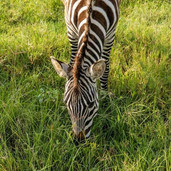 Close up Tiros de Zebras Equus quagga são pastagens nas vastas planícies gramíneas da área de conservação da cratera Ngorongoro na Tanzânia — Fotografia de Stock