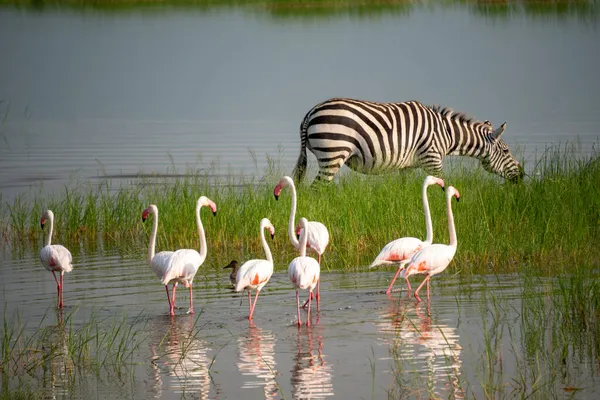 Piccoli fenicotteri rosa e zebre pascolano nel lago nella zona di conservazione di Ngorongoro in Tanzania, Africa — Foto Stock