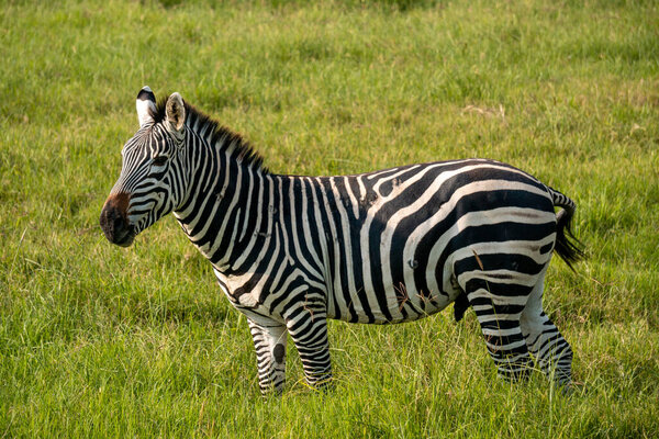 Plains zebra, also known as the common zebra. Ngorongoro COncervation Area, Tanzania.