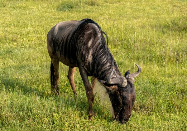 Wildebeest nel cratere Ngorongoro, Tanzania, Africa — Foto Stock