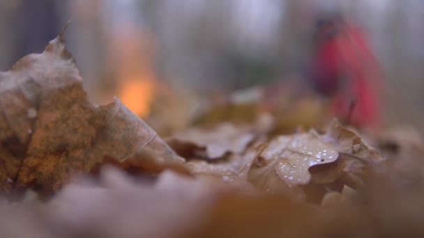 Close up de orvalho no carvalho amarelo caído Folhas com fundo onde estão dois caras cozinhando café da manhã na fogueira na floresta de outono. — Vídeo de Stock