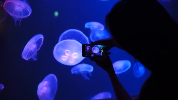 Kobieta fotografuje egzotyczne meduzy na smartfonie w dużym akwarium w Dubaju w Blue Light — Wideo stockowe