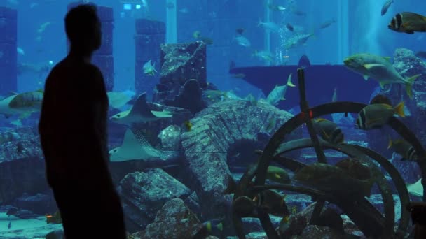 Vista posteriore di un turista che cammina all'interno dell'acquario di Dubai, camminando verso una grande vasca di pesce e toccando il vetro, movimento di inclinazione con ampia vista della vasca a Dubai, Emirati Arabi Uniti 2021 — Video Stock