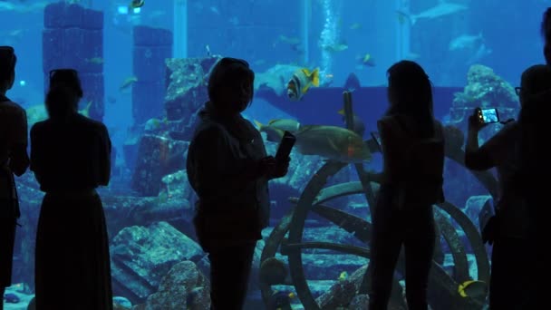 Achteraanzicht van een toerist die in het Dubai aquarium loopt, richting grote aquarium loopt en het glas aanraakt, kantelbeweging met wijds uitzicht op de tank in Dubai, VAE 2021 — Stockvideo