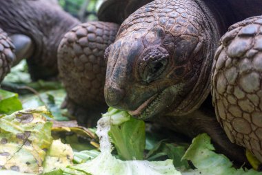Ormanda, Zanzibar, Zanzibar, Tanzanya 'daki Hapishane Adası' nda dev bir Aldabra Kaplumbağa Aldabrachelys çayını beslemek.