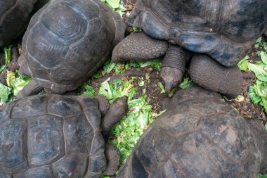 Hapishane Adası, Zanzibar, Tanzanya 'da dev kaplumbağalar.