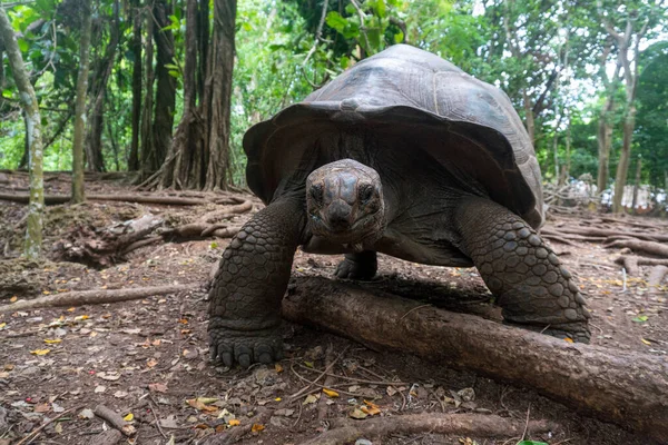 Una tortuga gigante de Aldabra Aldabrachelys gigantea en el bosque, en Prison Island, Zanzíbar, Tanzania — Foto de Stock