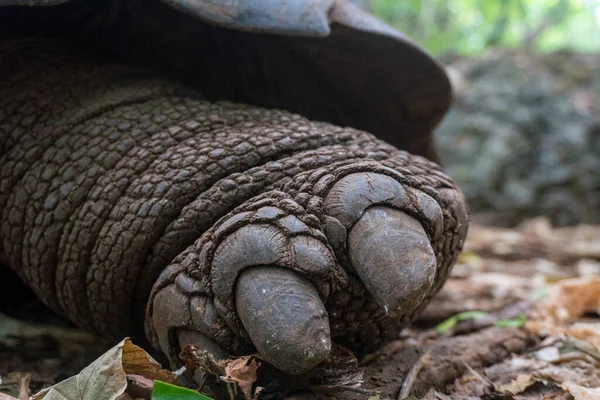 Close up of Turtle leg. An Aldabra giant tortoise Aldabrachelys gigantea in the forest, at Prison Island, Zanzibar, Tanzania