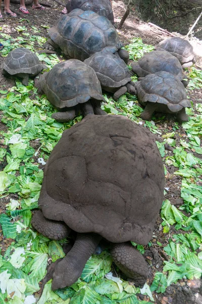 Enorme schildpadden in Prison Island, Zanzibar, Tanzania — Stockfoto