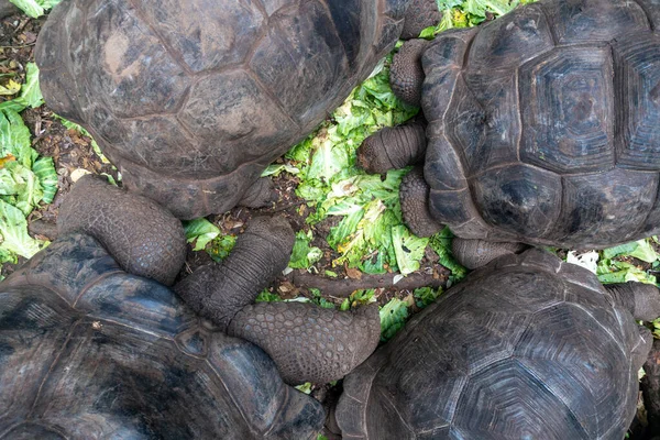 Ogromne żółwie na Wyspie Więziennej, Zanzibar, Tanzania — Zdjęcie stockowe