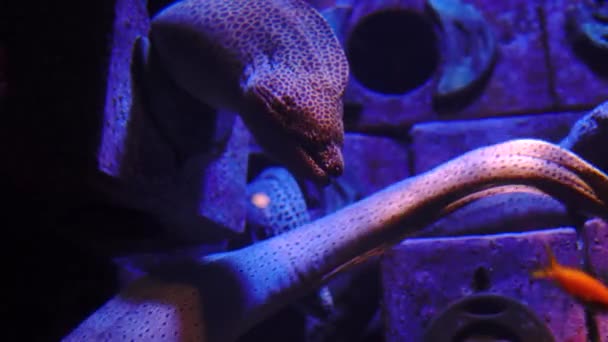 Ντουμπάι, Ηνωμένα Αραβικά Εμιράτα - Φεβρουάριος 2020: λεοπάρδαλη Moray eel κινείται το στόμα της στο Lost Chambers Aquarium, ένα από τα κορυφαία αξιοθέατα στο Ντουμπάι, που βρίσκεται στην Ατλαντίδα το Palm. — Αρχείο Βίντεο