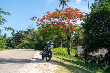 PEMBA, TANZANIA - HAZİRAN 2020: Siyah Afrikalılarla yol kenarında kırmızı çiçek açan parlak ağaç hareket ediyor. Tanzanya 'da Kırmızı Çiçekler Akasya Çiçeği