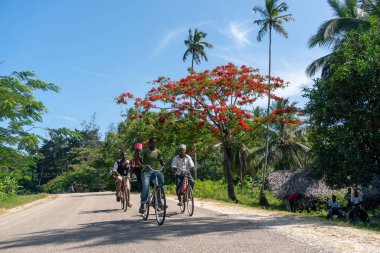 PEMBA, TANZANIA - HAZİRAN 2020: Siyah Afrikalılarla yol kenarında kırmızı çiçek açan parlak ağaç hareket ediyor. Tanzanya 'da Kırmızı Çiçekler Akasya Çiçeği