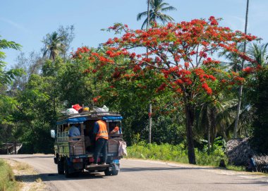 PEMBA, TANZANIA - HAZİRAN 2020: Siyah Afrikalılarla yol kenarında kırmızı çiçek açan parlak ağaç hareket ediyor. Tanzanya 'da Kırmızı Çiçekler Akasya Çiçeği
