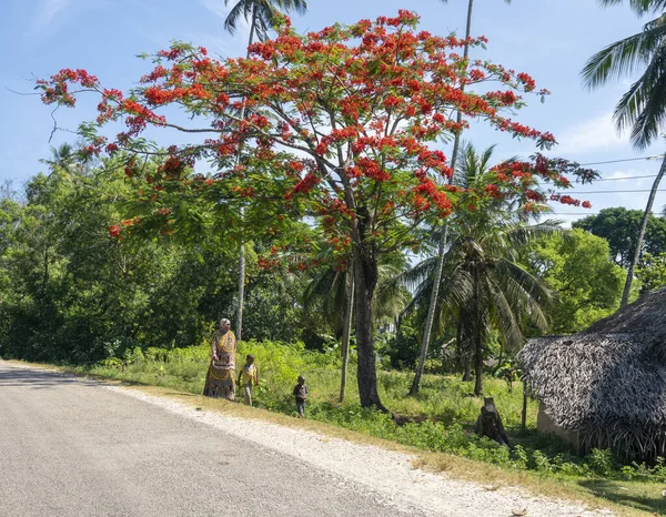 PEMBA, TANZANIA - JANUARI 2020: Rode Bloeiende Flamboyante boom in de buurt van de weg met de Zwarte Afrikaanse Mensen bewegen zich door. Rode Bloemen Acacia Bloesem in Tanzania — Stockfoto