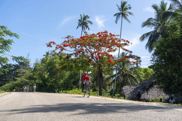 PEMBA, TANZANIA - JANUARI 2020: Rode Bloeiende Flamboyante boom in de buurt van de weg met de Zwarte Afrikaanse Mensen bewegen zich door. Rode Bloemen Acacia Bloesem in Tanzania — Stockfoto