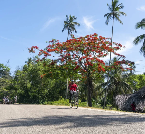 PEMBA, TANZANIA - JANUARI 2020: Rode Bloeiende Flamboyante boom in de buurt van de weg met de Zwarte Afrikaanse Mensen bewegen zich door. Rode Bloemen Acacia Bloesem in Tanzania — Stockfoto