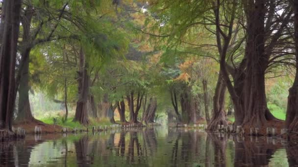 墨西哥Xochimilco美丽的风景如画的小道和墨西哥城CDMX的漂浮花园 — 图库视频影像