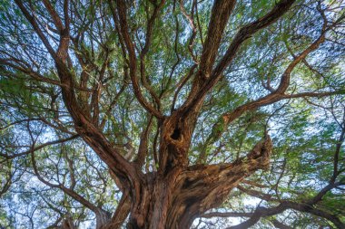 The Tule tree from Santa Maria del Tule, Mexico. The Biggest tree in Latin America is over 2000 years old. 