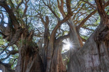 The Tule tree from Santa Maria del Tule, Mexico. The Biggest tree in Latin America is over 2000 years old. 
