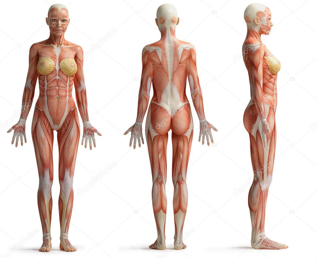 female anatomy on white background
