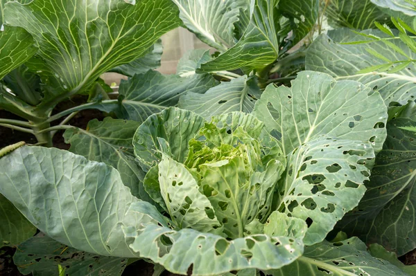 Kubis Dimakan Oleh Ulat Bulu Kebun Rusak Daun Kubis Putih — Stok Foto