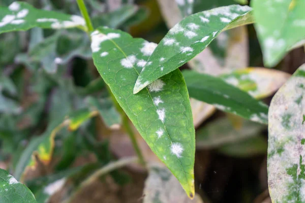 Powdery Mildew Garden Phlox Leaves Close Dalam Bahasa Inggris Penyakit — Stok Foto