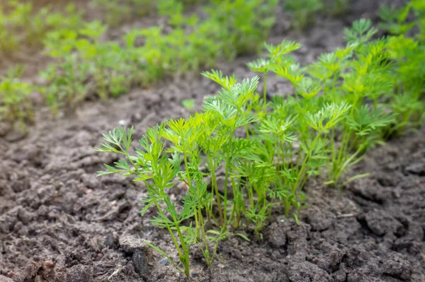 Plántulas Zanahoria Que Crecen Suelo Brotes Zanahoria Joven Primer Plano — Foto de Stock