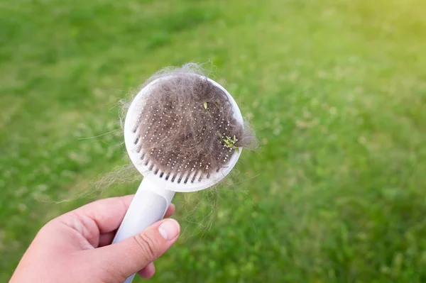 Brush full of cat and dog fur and stickers. Comb for pet grooming in hand, green grass blurred background, copy space. Shedding concept.