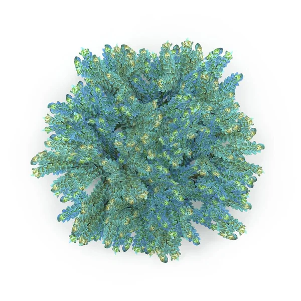 摄影现实的高度详细的三维可视化一组色拉菌 3D渲染 图库图片