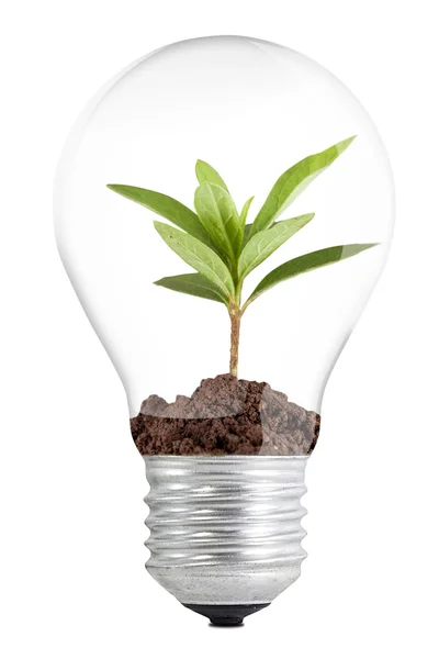 Árbol en una lámpara — Foto de Stock