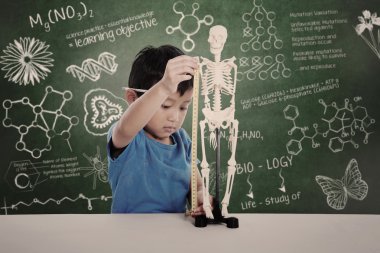 Asian kid measuring human skeleton model