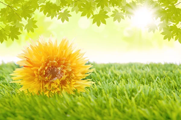 Yellow flower laying on the grass — Stock Photo, Image