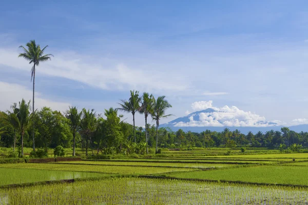 Paysage de rizières asiatiques en Indonésie — Photo