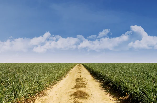 Letní krajina se zelenou trávou a modrou oblohou — Stock fotografie